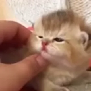 🐈‍⬛
