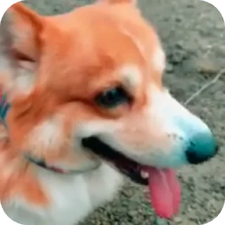 ✋