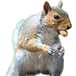 🥜