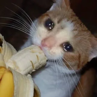 🥺