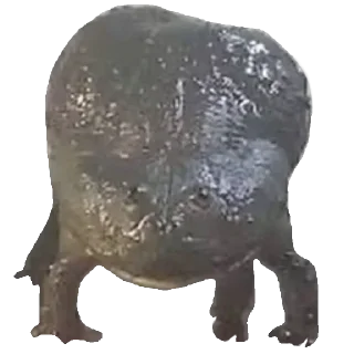 🐸