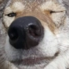 awoawooo