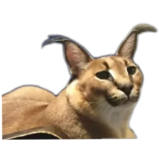 🤥