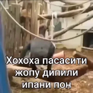 🤪