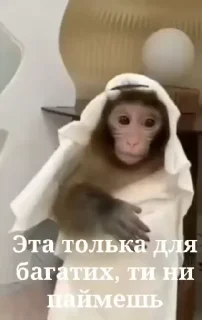 🌟