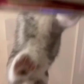 🐾
