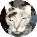 🐱