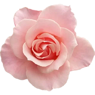 🌸