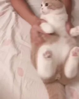 😺