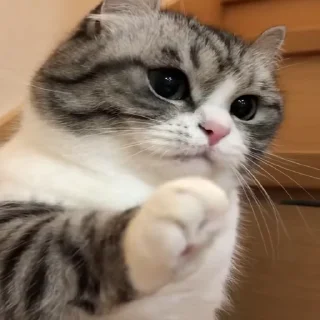🐾