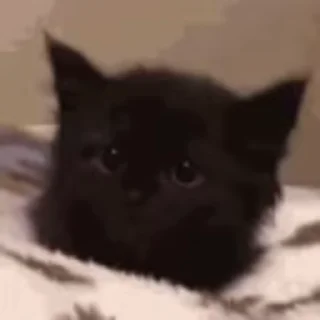 🐈‍⬛