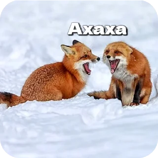 🤣