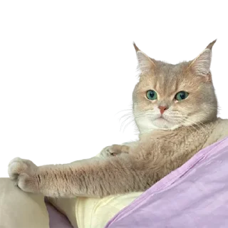 😼