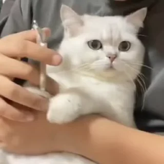 🐾