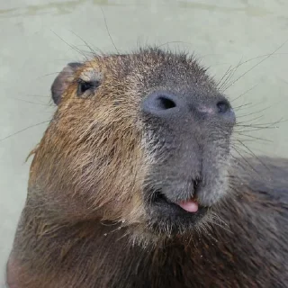 😜