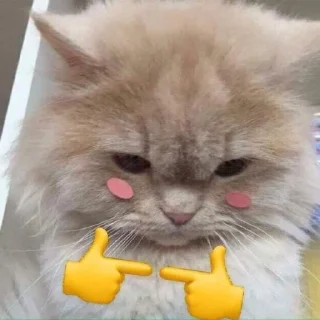 🐈