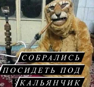 🐅