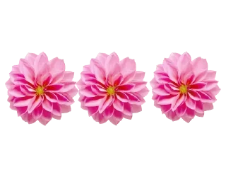 🌸
