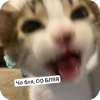 🐱