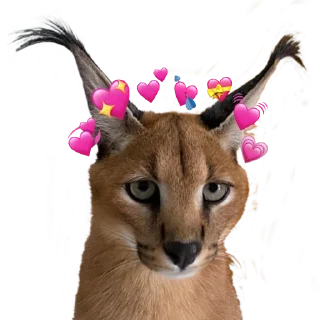 💕