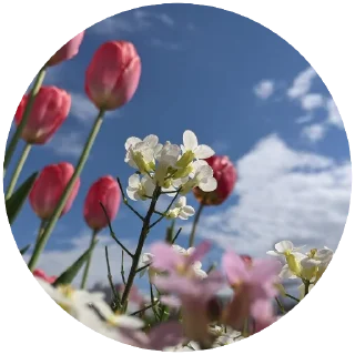 🌷