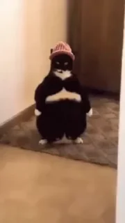 🌟
