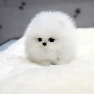 🐶