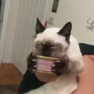 🐾