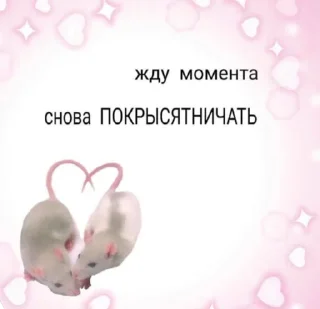 🐀