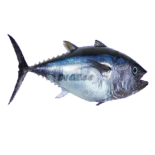 🐟