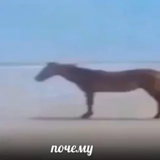 🐴