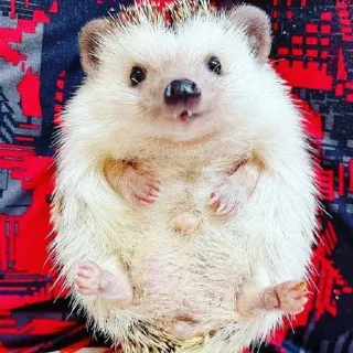 🦔