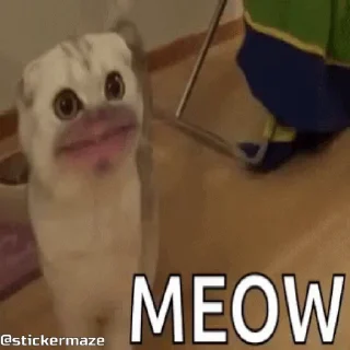 😼