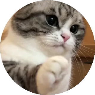 😺