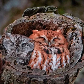 😴