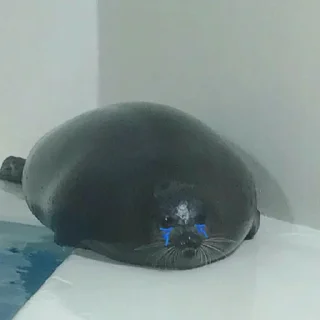 🦭