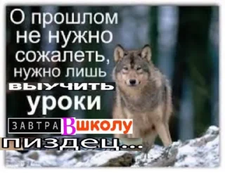 🐺