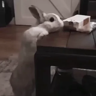🐇