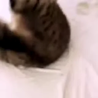 🙀