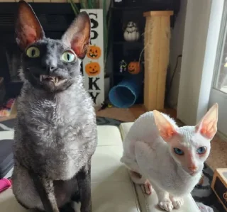 🦇