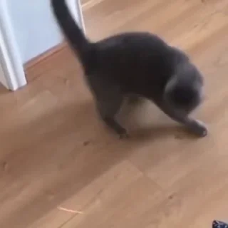🐈