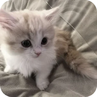 🐱