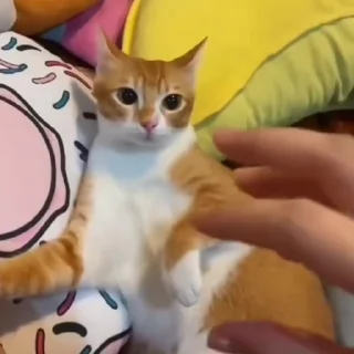 🐈