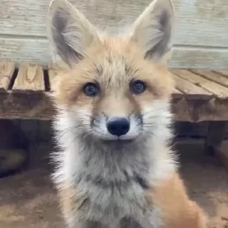 🦊