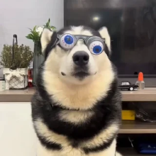 🐕