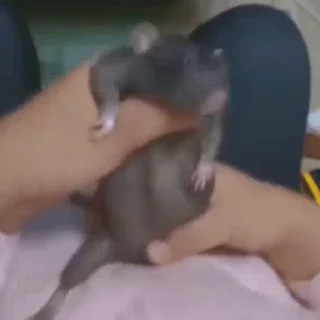 🐀
