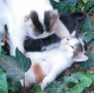 🪦
