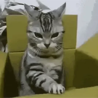 🐱