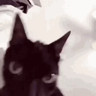 😺