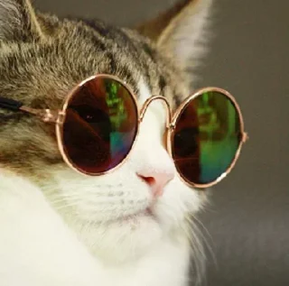 😎